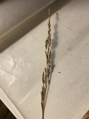 Lolium arundinaceum