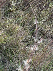 Andropogon virginicus