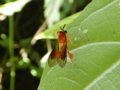 Chalcididae