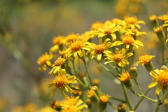 Senecio brasiliensis