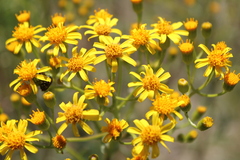 Senecio brasiliensis