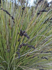 Juncus patens