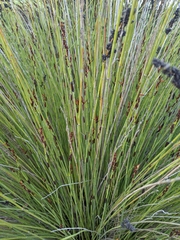 Juncus patens