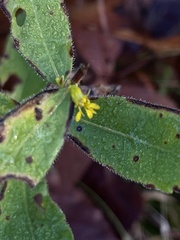 Solidago radula