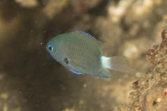 Pycnochromis delta