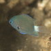 Pycnochromis delta - Photo (c) Mark Rosenstein, algunos derechos reservados (CC BY-NC-SA)