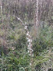 Andropogon virginicus