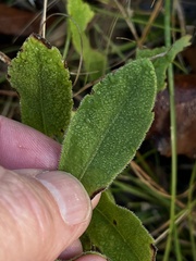 Solidago radula