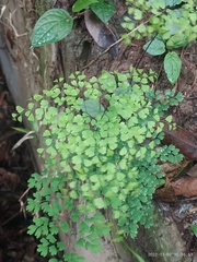 Adiantum