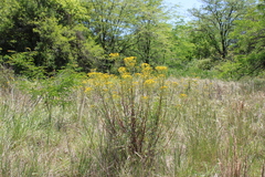 Senecio brasiliensis