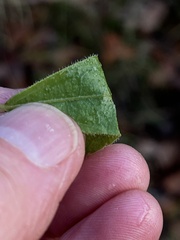 Solidago radula