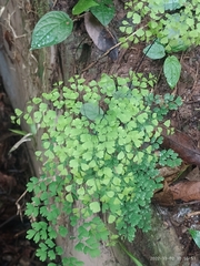 Adiantum