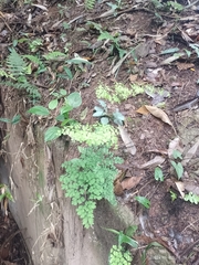 Adiantum