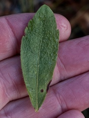Solidago radula