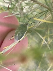 Chlorochroa sayi