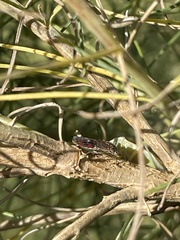 Homalodisca liturata