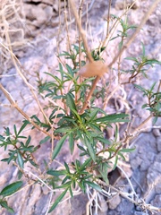 Tagetes