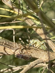 Homalodisca liturata