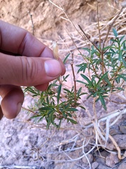 Tagetes