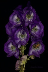 Aconitum uncinatum