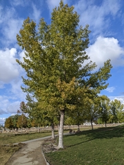 Populus fremontii fremontii