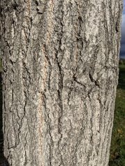 Populus fremontii fremontii