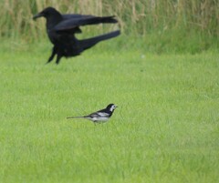 Motacilla alba yarrellii