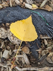 Populus fremontii fremontii