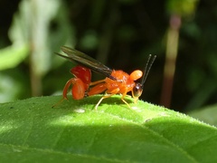 Chalcididae