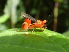 Chalcididae