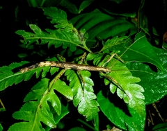 Neohirasea