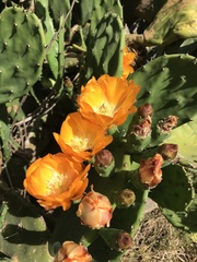 Opuntia megapotamica
