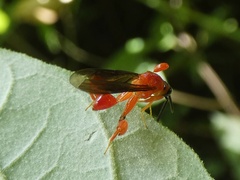 Chalcididae
