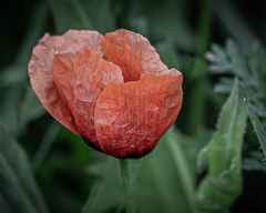 Papaver