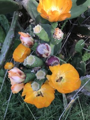 Opuntia megapotamica