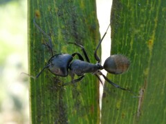 Camponotus aeneopilosus