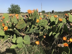 Opuntia megapotamica