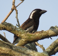 Stactolaema leucotis