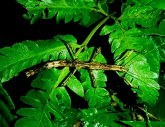 Neohirasea