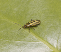 Grammicopterus flavescens