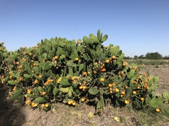 Opuntia megapotamica