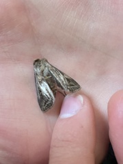 Agrotis gladiaria