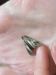 Agrotis gladiaria