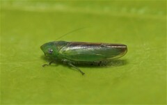 Neocoelidia tuberculata