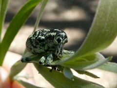 Chrysolopus spectabilis