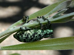 Chrysolopus spectabilis