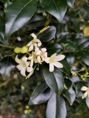 Murraya paniculata