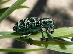 Chrysolopus spectabilis