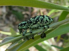 Chrysolopus spectabilis