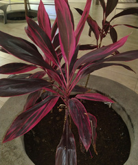Cordyline fruticosa